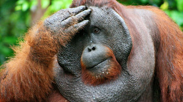 Ein männlicher Orang-Utan fasst sich an den Kopf und blickt nachdenklich in die Ferne