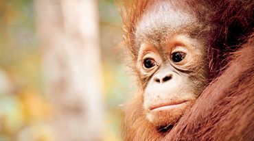 Trauriges Orang-Utan-Baby