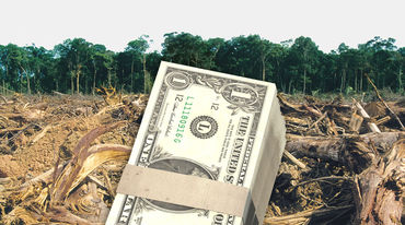 US- Dollarschein vor Regenwald