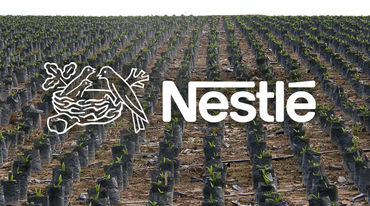 Palmöl Plantage - Nestlé Logo in Vordergrund