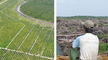 2 Fotos. Links: Palmölplantage und ein Stück Regenwald. Rechts: Ein Mann schaut auf sein verwüstetes Land