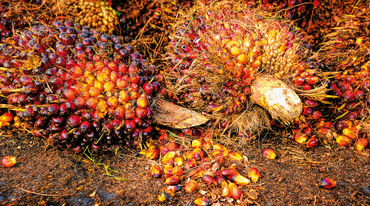 Palmfrüchten