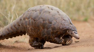 Ein großes Pangolin läuft über eine sandige Fläche
