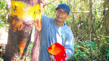 Ein Mann markiert einen Baum im Regenwald mit Farbe