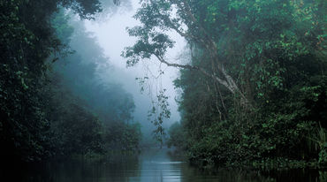 Ein Fluss fließt durch unberührten Regenwald