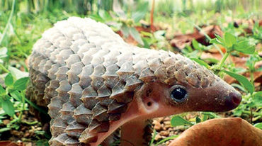 Pangolin