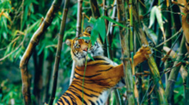 Sumatra-Tiger im Regenwald