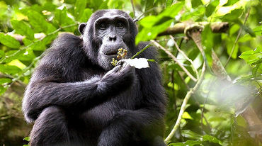 Schimpanse in Uganda