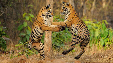Zwei Tiger spielen und springen aneinander hoch