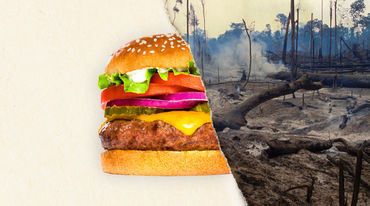 Ein geteiltes Foto – zur Hälfte ein Burger, zur Hälfte abgeholzter Regenwald