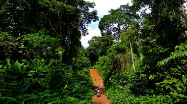 Eine Urwaldpiste zieht sich durch den Regenwald im Cross River Nationalpark