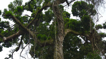 Krone eines großen Baumes in Nigeria
