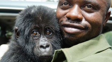 Ein Ranger hält im Nationalpark von Virunga ein Gorilla-Baby auf dem Arm