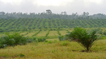 Palmölplantage von Wilmar in Nigeria