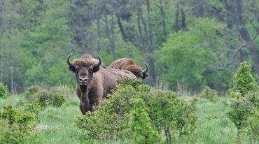 Wisent im Bialowieza-Wald in Polen