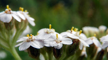 Yarrow (Achillea millefolium)