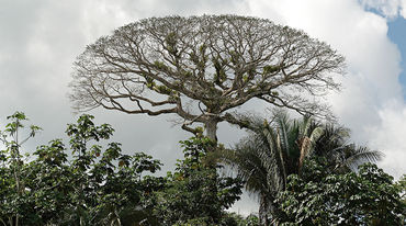 Kronendach im Yasuní-Nationalpark, Ecuador