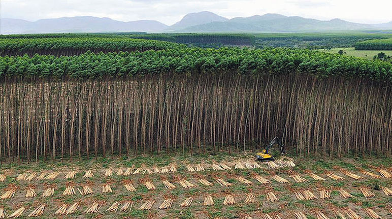 Luftbild: Ein Bagger fällt Bäume einer Plantage in Brasilien für die Herstellung von Zellstoff.