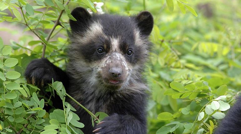 Bergregenwälder und Brillenbären sind besonders bedroht Bergregenwald und Brillenbär