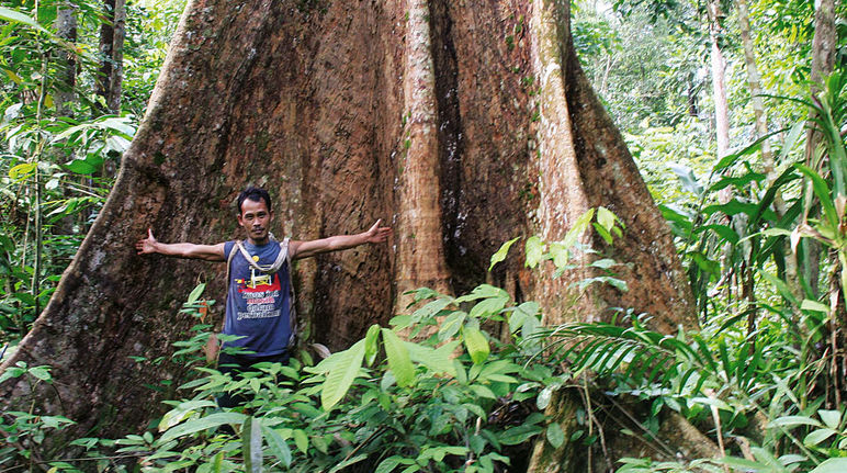 Urwaldbaum auf Sumatra Sumatra: Ein Mann steht vor einem mächtigen Urwaldbaum und breitet die Arme aus