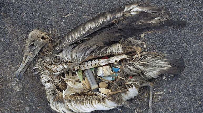 Viele Meeresvögel verenden qualvoll an verschluckten Plastik- und Müllteilen