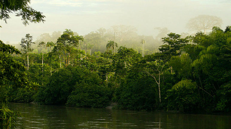 Faszination Urwald: Rettet den Regenwald veröffentlicht ab sofort noch mehr Infos im World Wide Web (Foto: Isaac F dez Galisteo) Regenwald, der an einem Fluss steht im Nebel