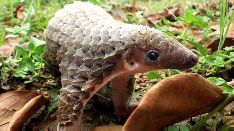 Pangoline werden gejagt, obwohl sie in Asien fast ausgestorben sind Ein Pangolin Gürteltier streckt die Zunge heraus