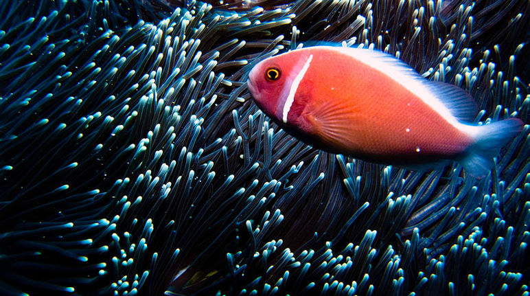 Ein orangefarbener Fisch im Meer vor Bali