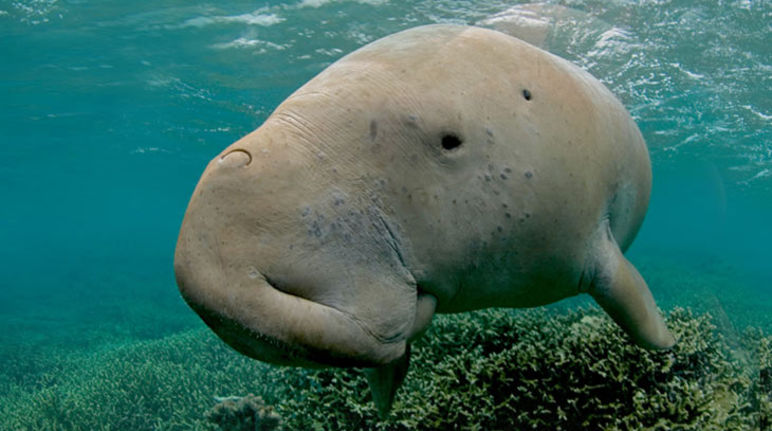 Es geht auch um sein Überleben: Dugong (Gabelschwanzseekuh) Dugong (Gabelschwanzseekuh)