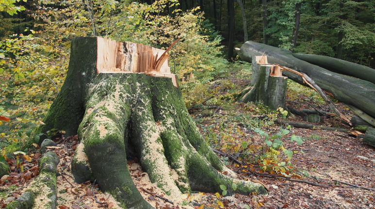 Häufig wird verschleiert, woher Brennholz und Pellets wirklich stammen Baumstumpf im Buschbeller Wald