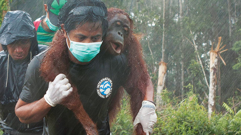 Verletzter Orang-Utan wird von Umweltschützer getragen