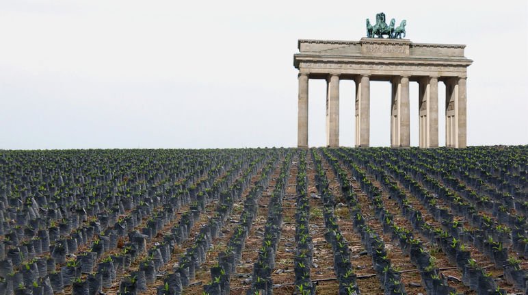 Fotomontage: Das Brandenburger Tor steht zwischen Reihen mit Ölpalmsetzlingen