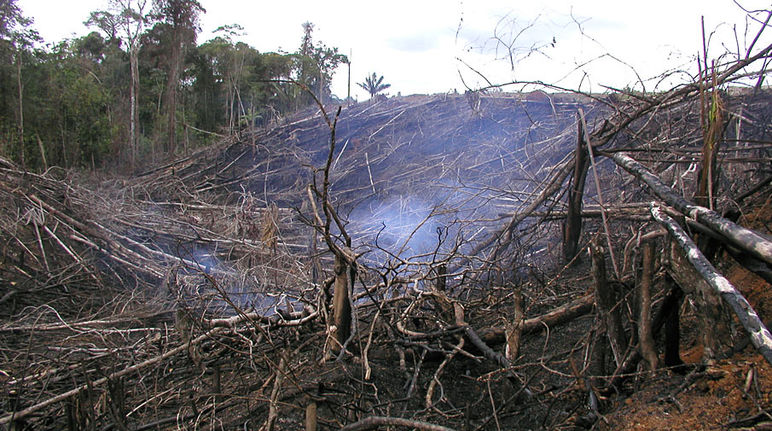 Schon jetzt verliert Brasilien pro Jahr 1,65 Millionen Hektar Regenwald Rauchender, abgeholzter Wald