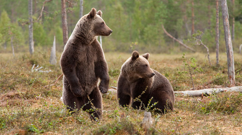 Zwei friedliche Braunbären im Wald