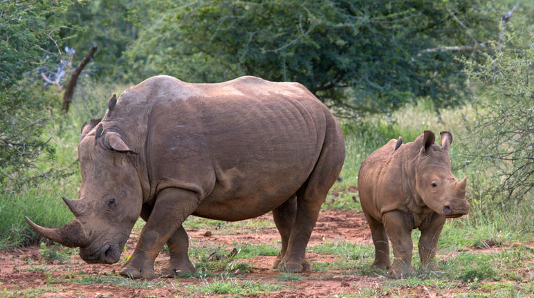 Ein erwachsenes und ein junges Nashorn stehen in der Savanne