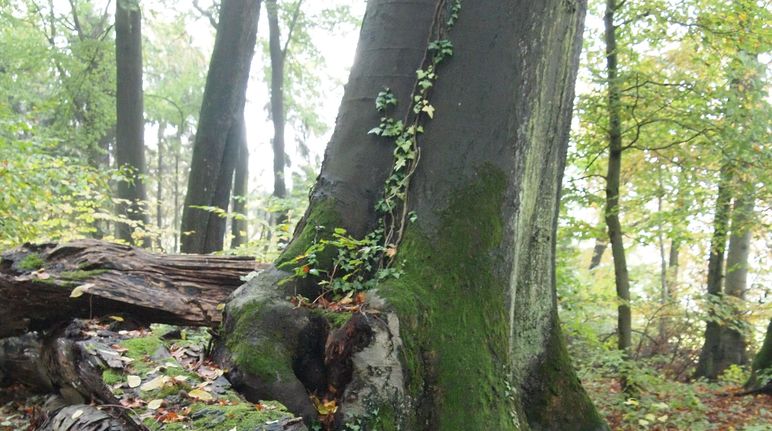Die Quarzwerke holzen den Wald ab, um an Sand zu kommen Baum im Buschbeller Wald