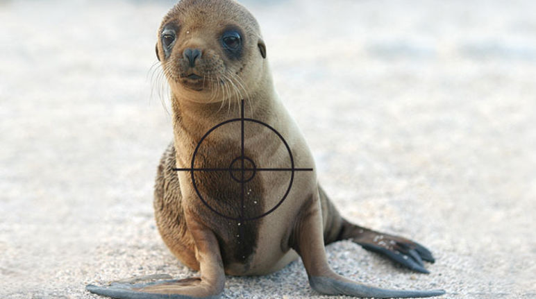 Ein kleiner Seelöwe im Visier der Fischindustrie Seelöwen junges mit Visier auf der Brust