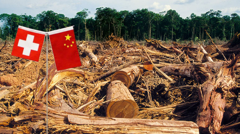 Die Folgen des liberalisierten Handels: Der Regenwald wird für den Bedarf der Industrie abgeholzt Die Flaggen von China und der Schweiz markieren einen abgeholzten Regenwald