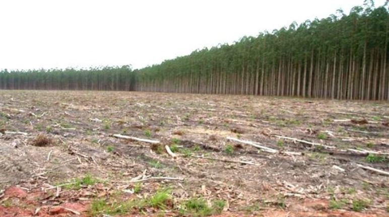 Freihandelsabkommen bedroht Regenwälder abgeholzte Regenwaldfläche