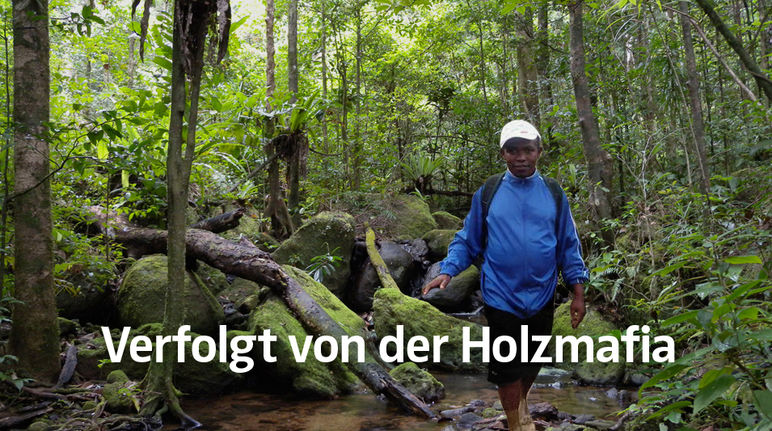 Für Umweltschützer auf Madagaskar ist es gefährlich, gegen den Handel mit Palisander- und Ebenhölzern zu kämpfen Clovis Razafimalala in Masoala National Park