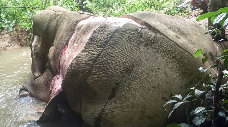 Gewilderter und gehäuteter Elefant in Myanmar