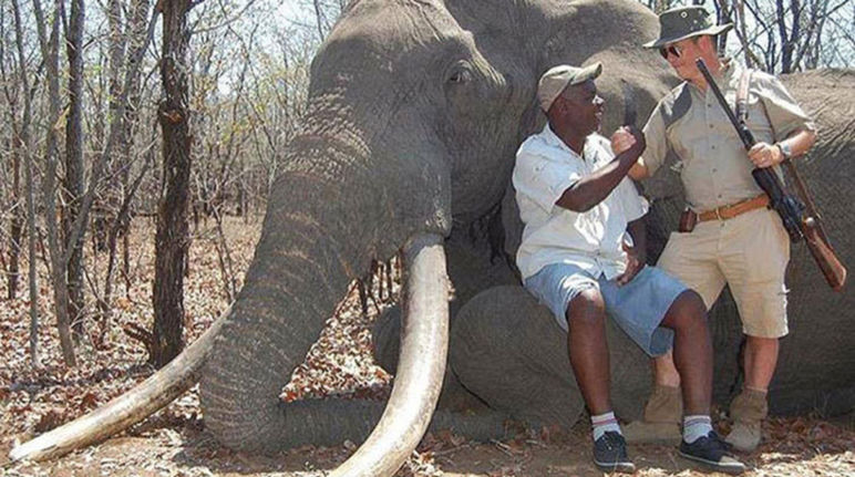 Ein makabres Bild: der Jäger posiert neben seiner Beute Ein deutscher Jäger neben dem Elefant, den er in Simbabwe erschossen hat