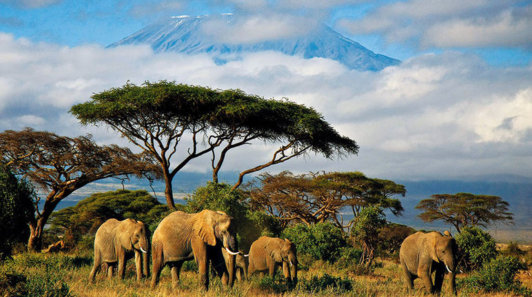 Elefanten laufen vor dem Kilimandscharo