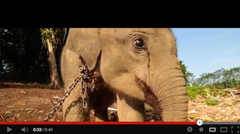Elefant an Kette
