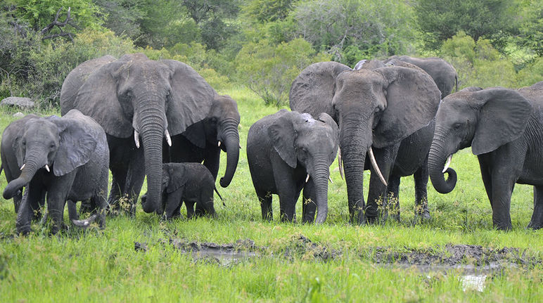 Junger Elefant mit Herde in Afrika