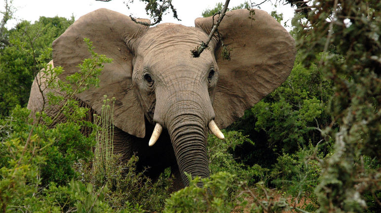 Afrikanischer Elefant im Wald