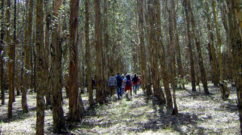WRM Gruppenbesuch auf einer Baumplantage in Uruguay