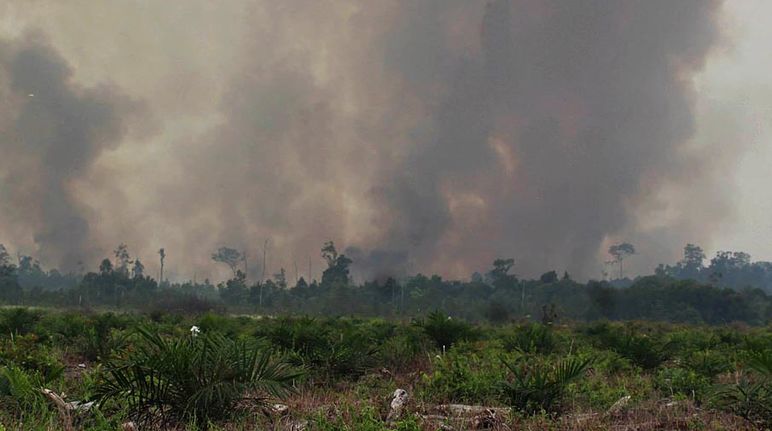 Feuer und Rauch vernichten Regenwald für Palmöl Wände aus Rauch: Aus dem regenwald steigt dichter Qualm auf und verdunkelt den Himmel. Im Vordergrund wurden bereits jungen Ölpalmen gepflanzt