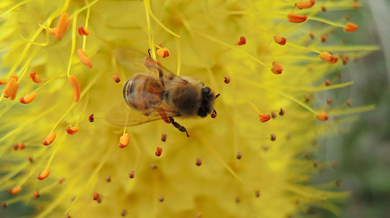 Biene Biene auf gelber Blüte