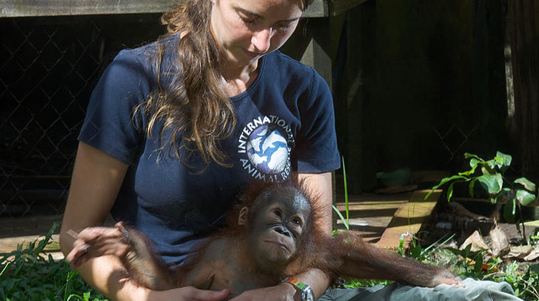 Karmele Llano mit einem geretteten Orang-Utan-Waisen Tierärztin Karmele Llano im hält einen kleinen geretteten Orang-Utan auf dem Schoß